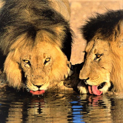 Two Lions Drinking Pond Water Whatsapp Dp Image