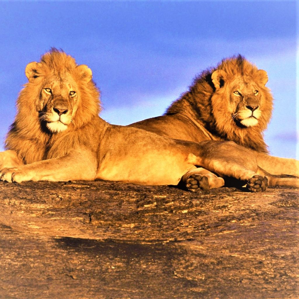 Two Lions Sleeping On A Hill Whatsapp Dp Image
