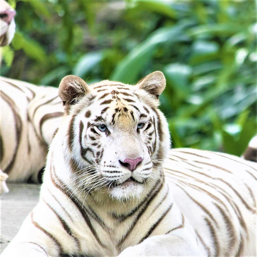 White Begal Tiger Look WhatsApp DP Image