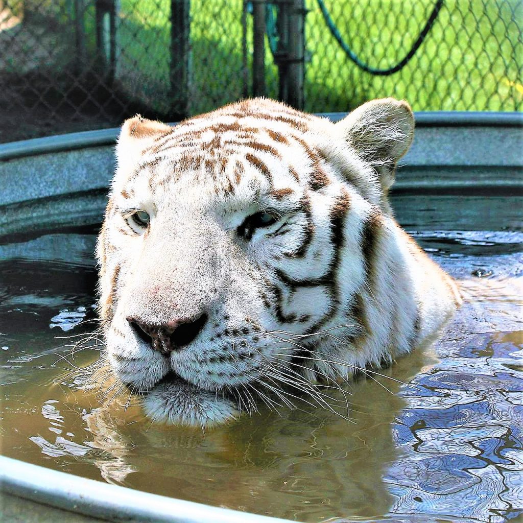 White Bengal Tiger Bath In Pond WhatsApp DP Image