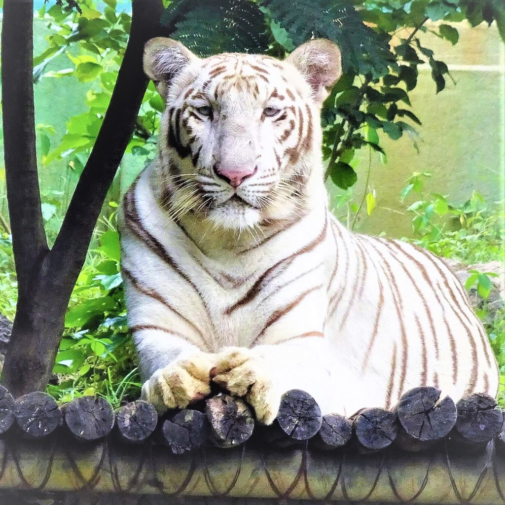 White Bengal Tiger Calm Look WhatsApp Dp Image