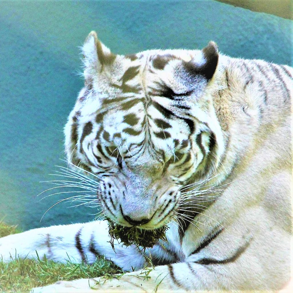 White Bengal Tiger Eating Grass WhatsApp DP Image