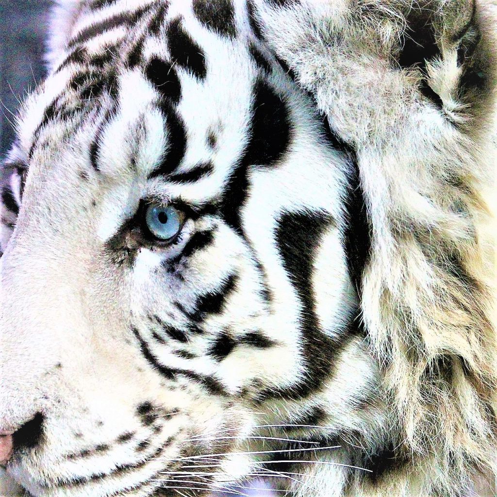 White Bengal Tiger Eyes WhatsApp DP Image