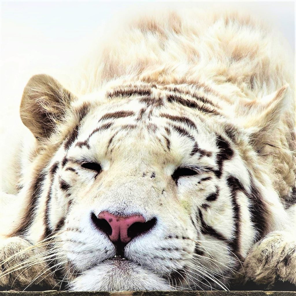 White Bengal Tiger Face WhatsApp DP Image