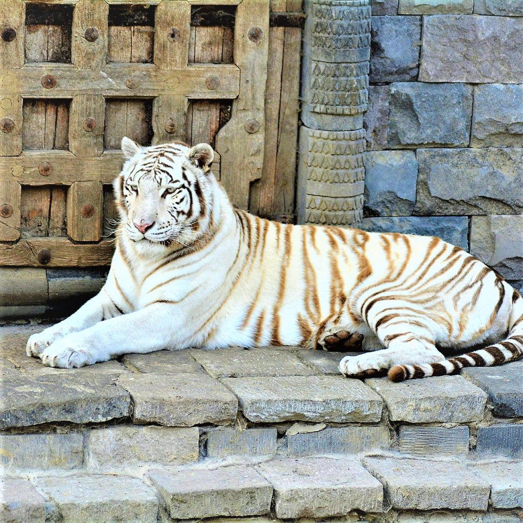 White Bengal Tiger In Calm WhatsApp DP Image