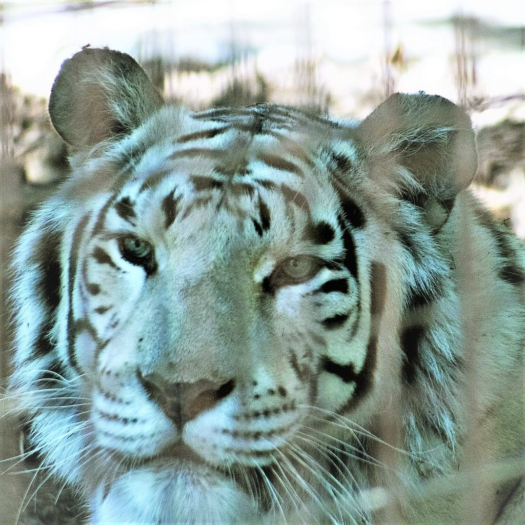 White Bengal Tiger In Zoo WhatsAPP DP Image