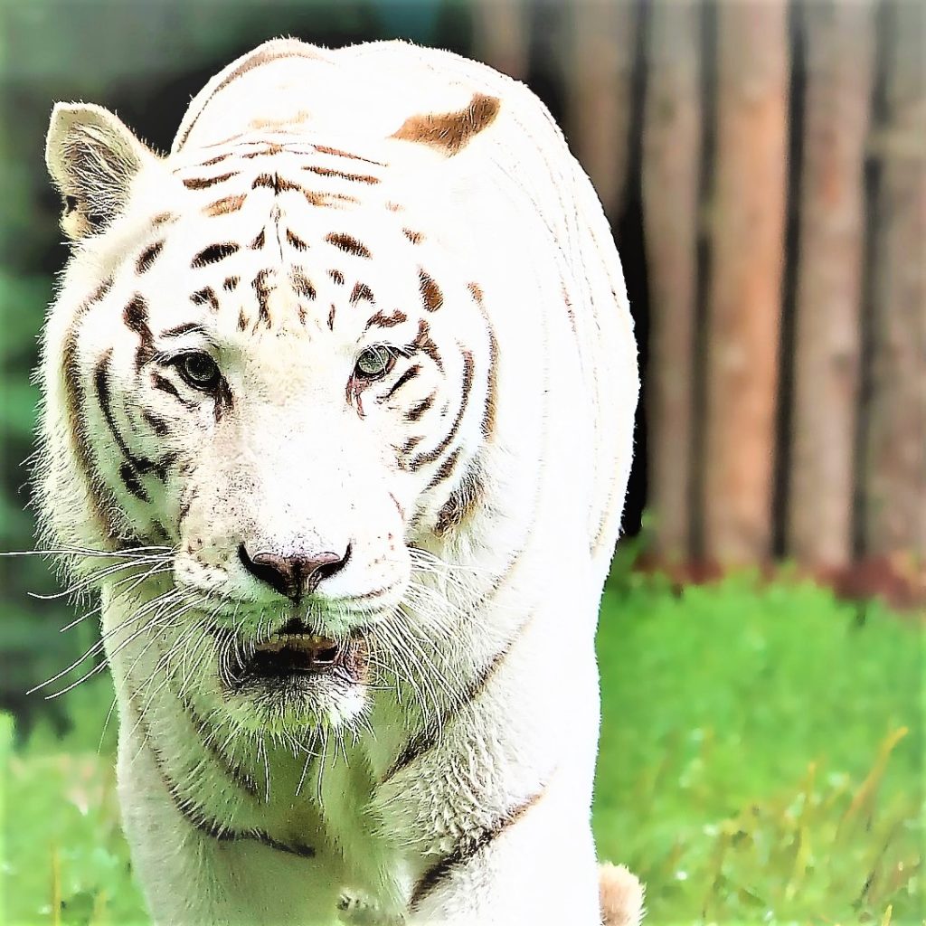 White Bengal Tiger Innocent Looks WhatsApp DP Image