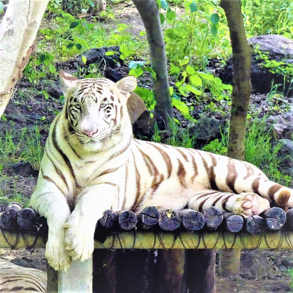 White Bengal Tiger Rest On The tree Branch WhatsApp DP Image