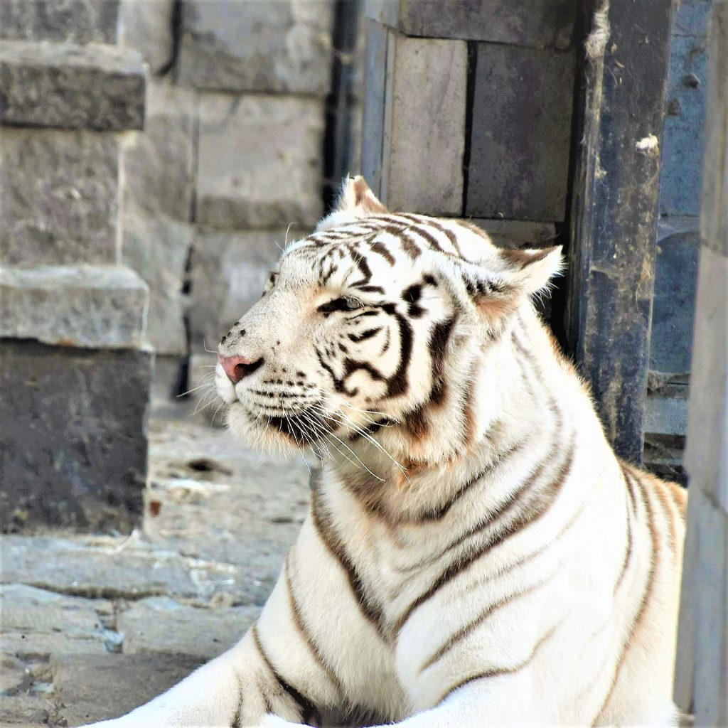 White Bengal Tiger Seating WhatsAPP DP Image