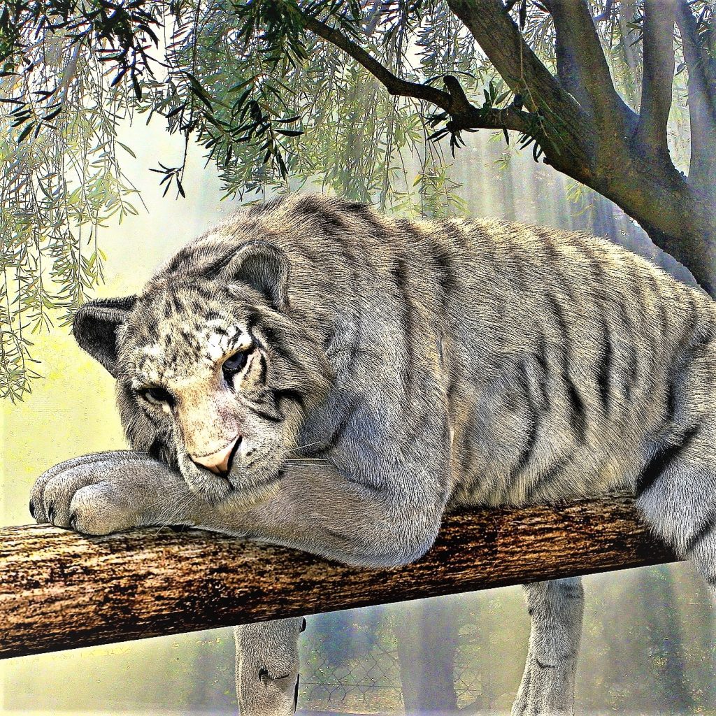 White Bengal Tiger Sleeping On A Tree WhatsApp DP Image