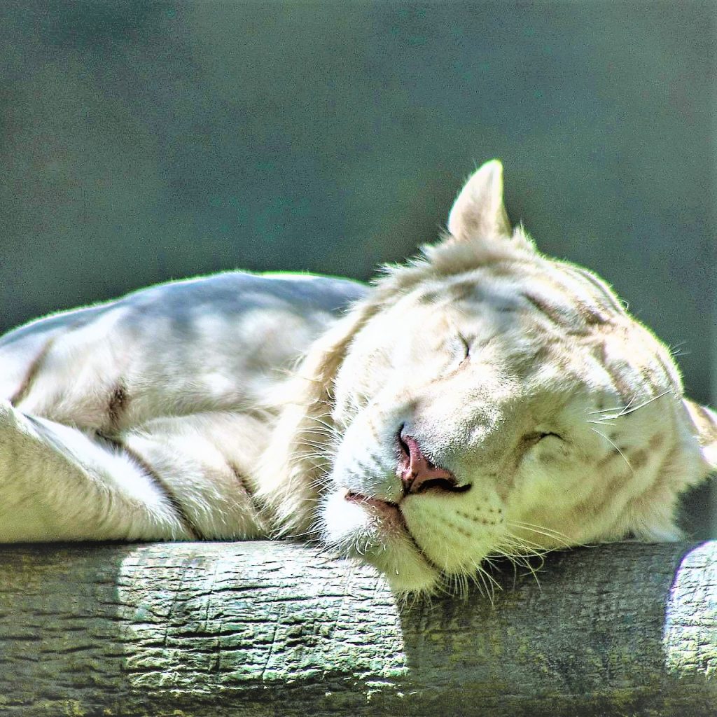 White Bengal Tiger Sleeping On A Wood WhatsApp DP Image