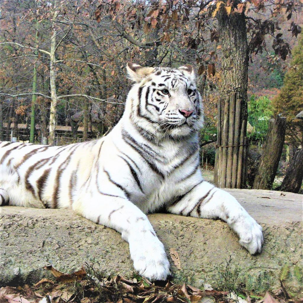 White Bengal Tiger Sleeping On Rock WhatsApp DP Image