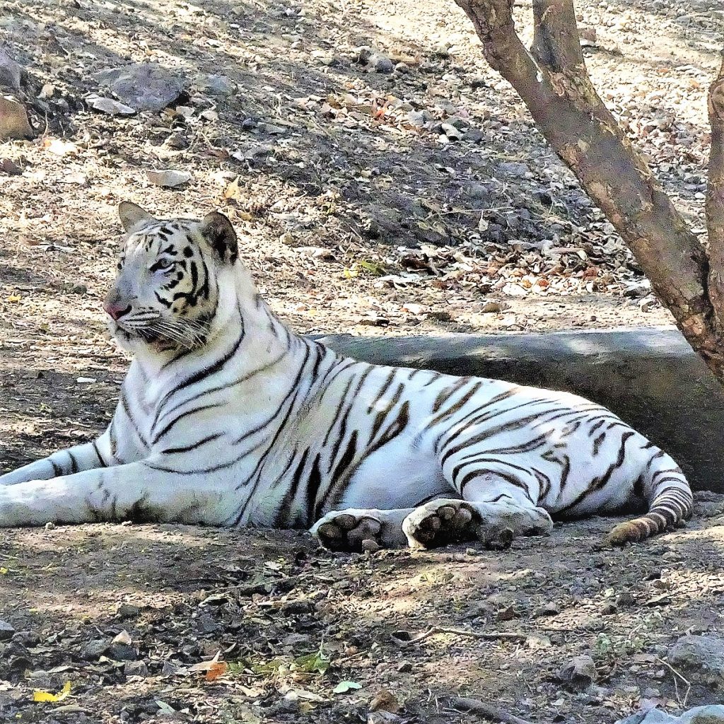 White Bengal Tiger Sleeping Under The Tree In Zoo WhatsApp DP Image