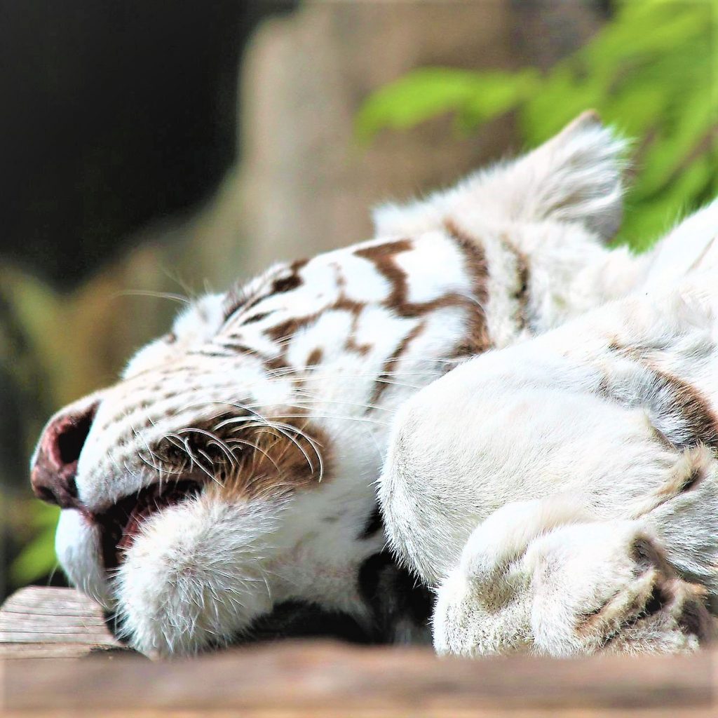 White Bengal Tiger Sleeping WhatsApp DP Image