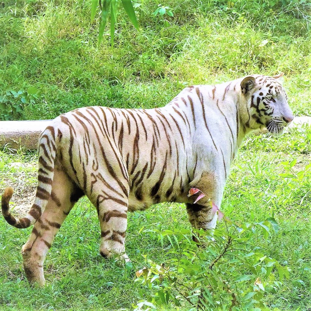 White Bengal Tiger Standing In The Forest WhatsApp DP Image
