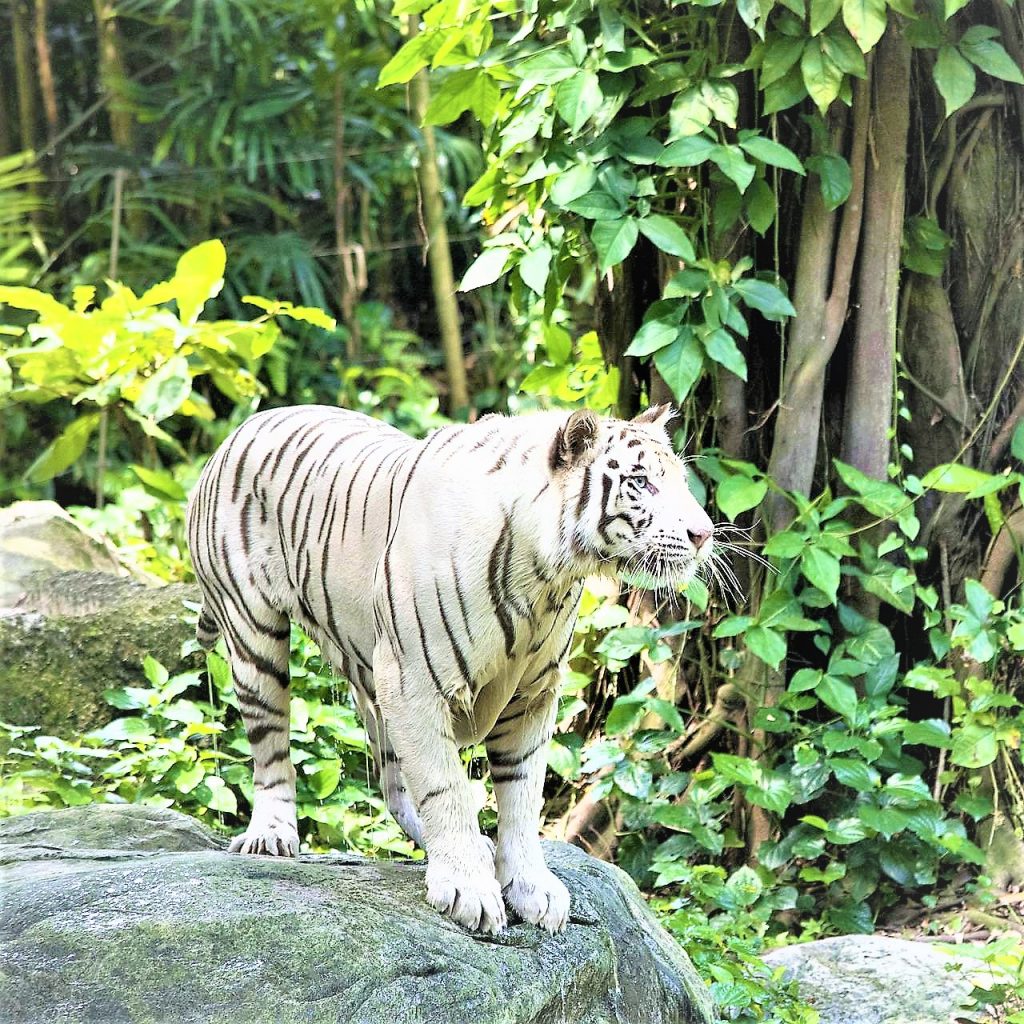 White Bengal Tiger Standing On A Rock WhatsApp Dp Image