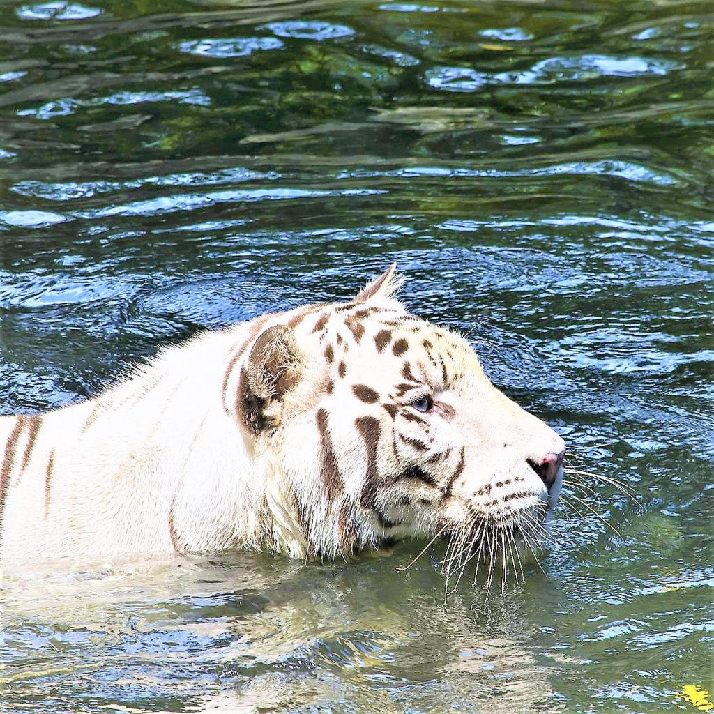 White Bengal Tiger Swimming In Pond WhatsApp DP Image