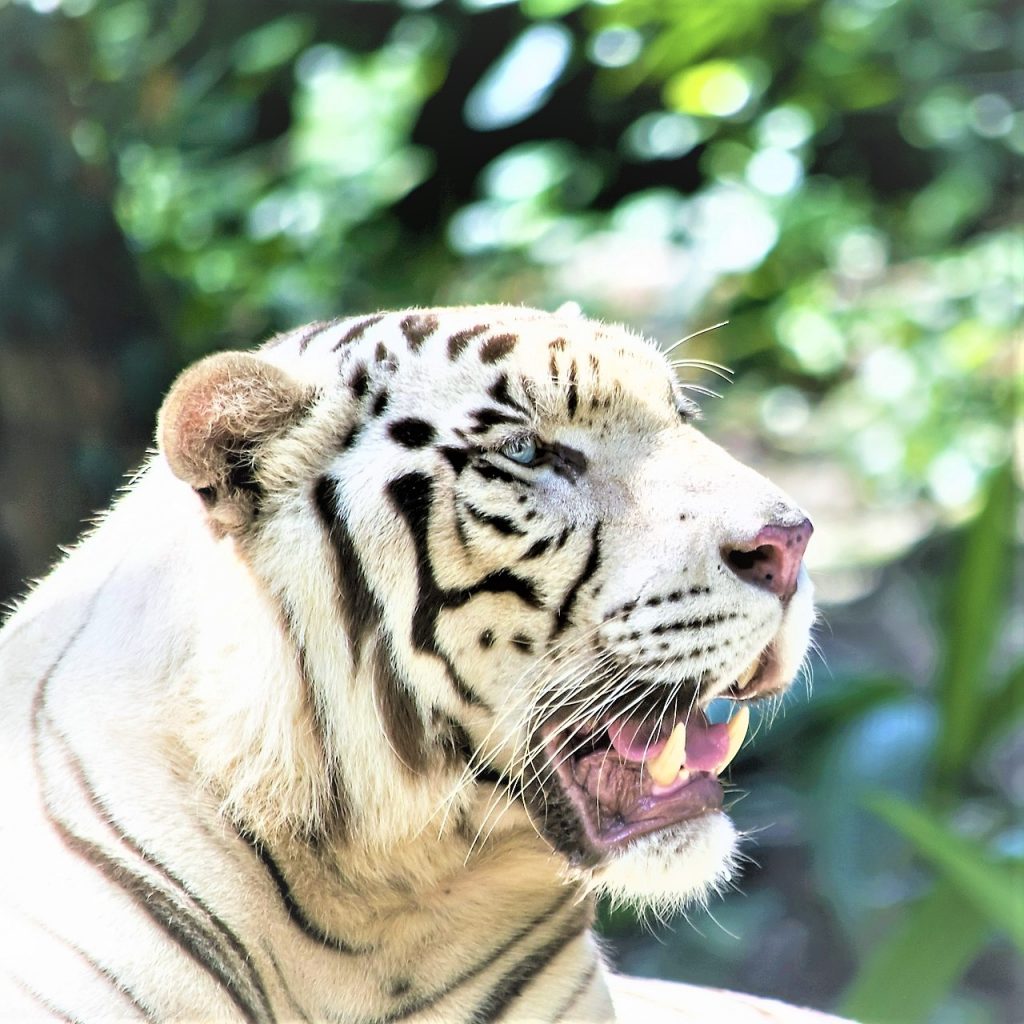 White Bengal Tiger Teeth WhatsApp Dp Image