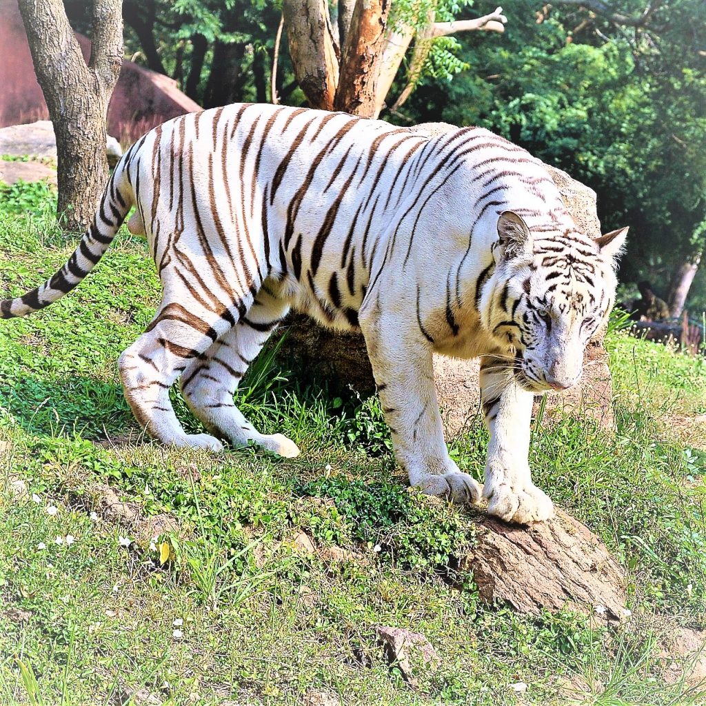 White Bengal Tiger Tiger Playing On The Rocks WhatsApp Dp Image