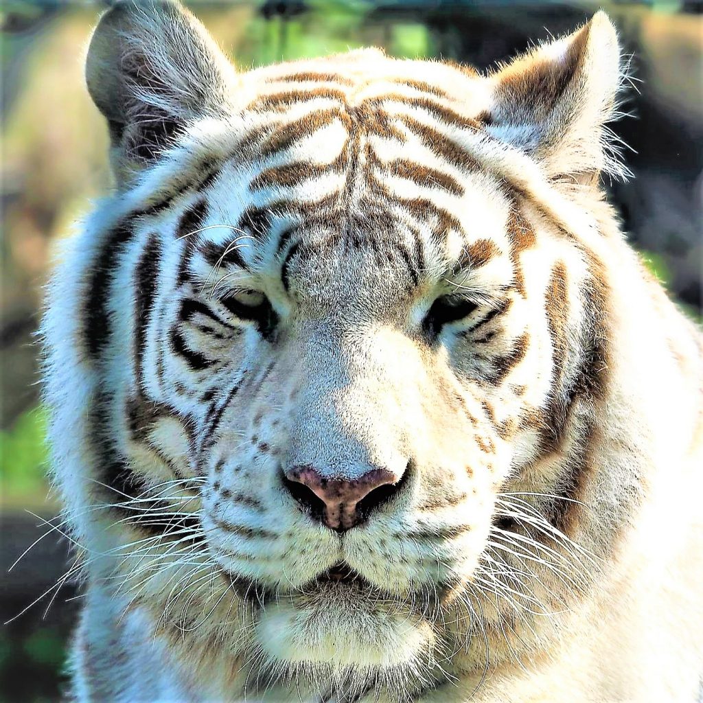 White Bengal Tiger WhatsApp DP Image