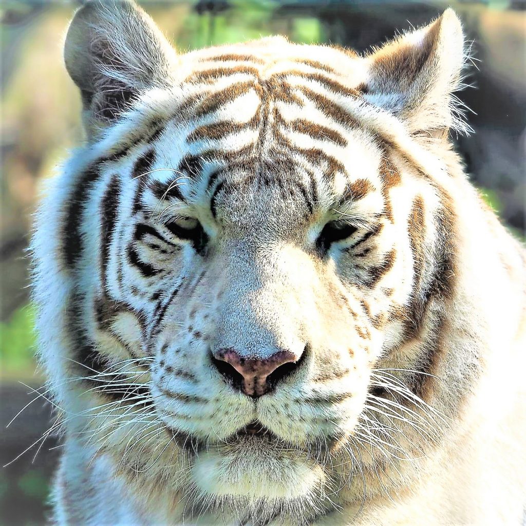 White Bengal Tiger face Beared WhatsApp DP Image