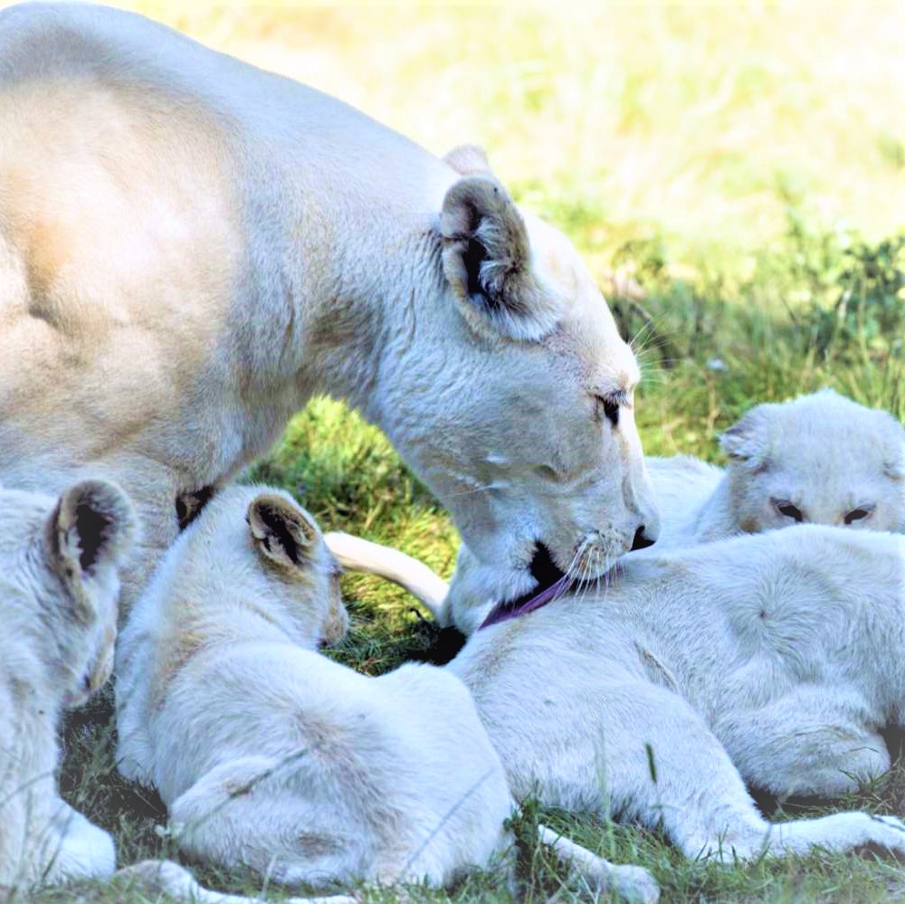 White Lion Seating With Child Lions Whatsapp Dp Image