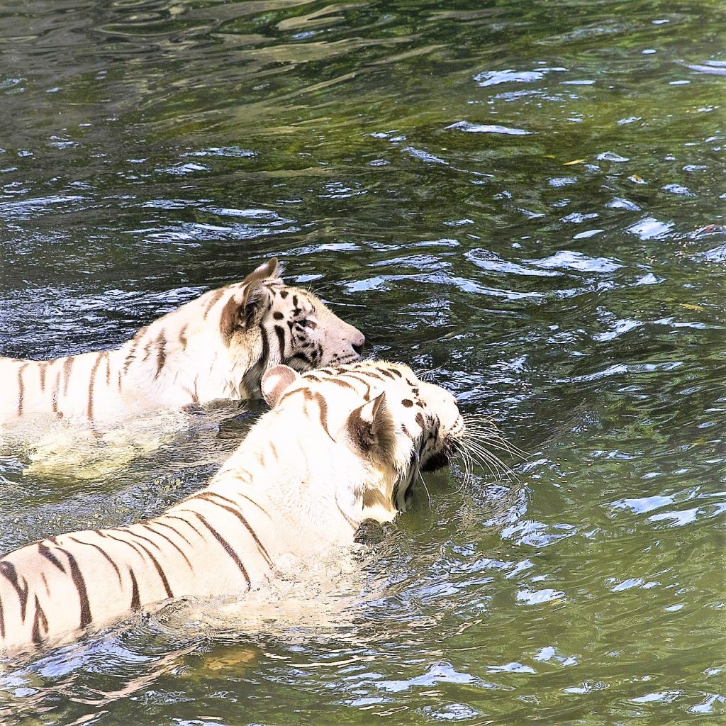 White Tiger Family Swimming In The pond WhatsApp DP Image