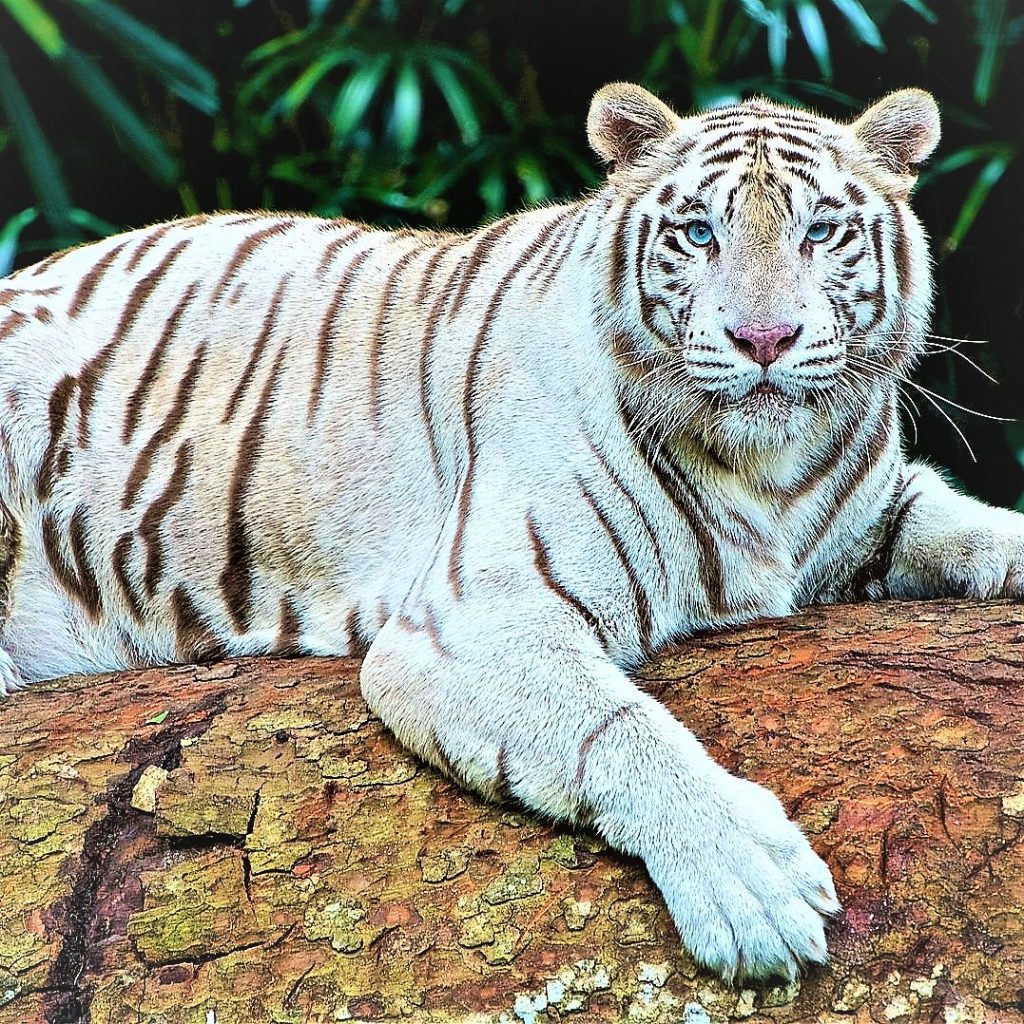 White Tiger Sleeping On A Tree WhatsApp DP Image