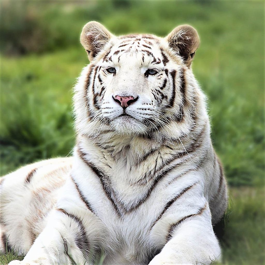 White Tiger WhatsAPP DP Image