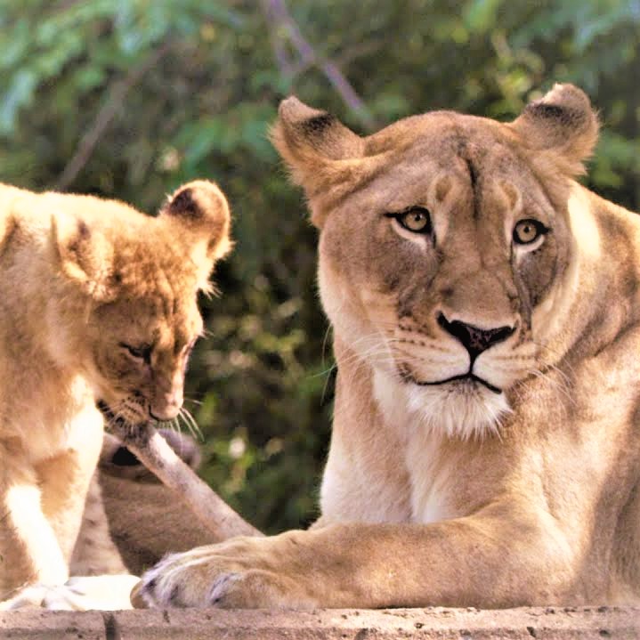 Zoo Lions Whatsapp Dp Image