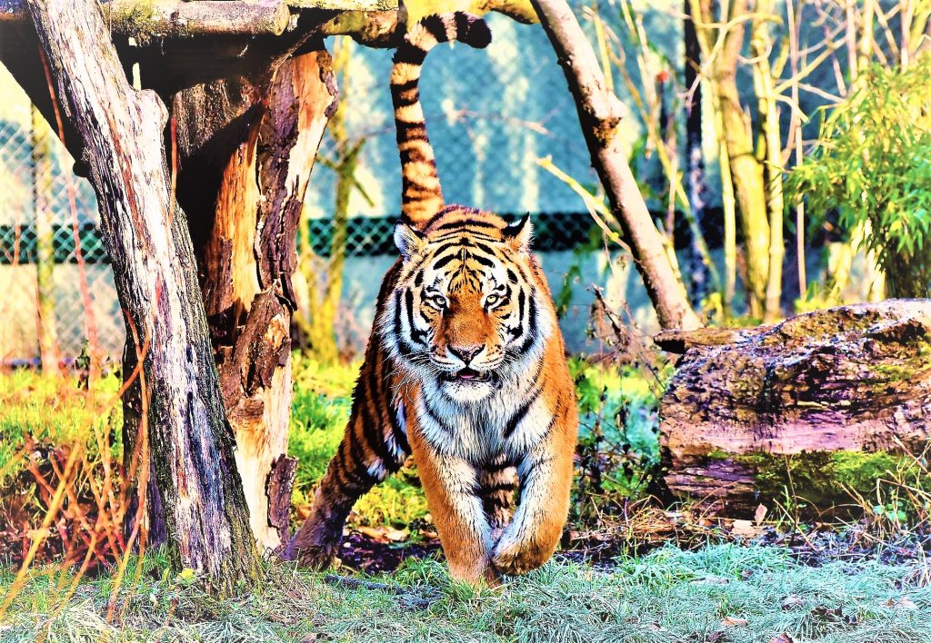 Zoo Tiger WhatsAPP DP Image