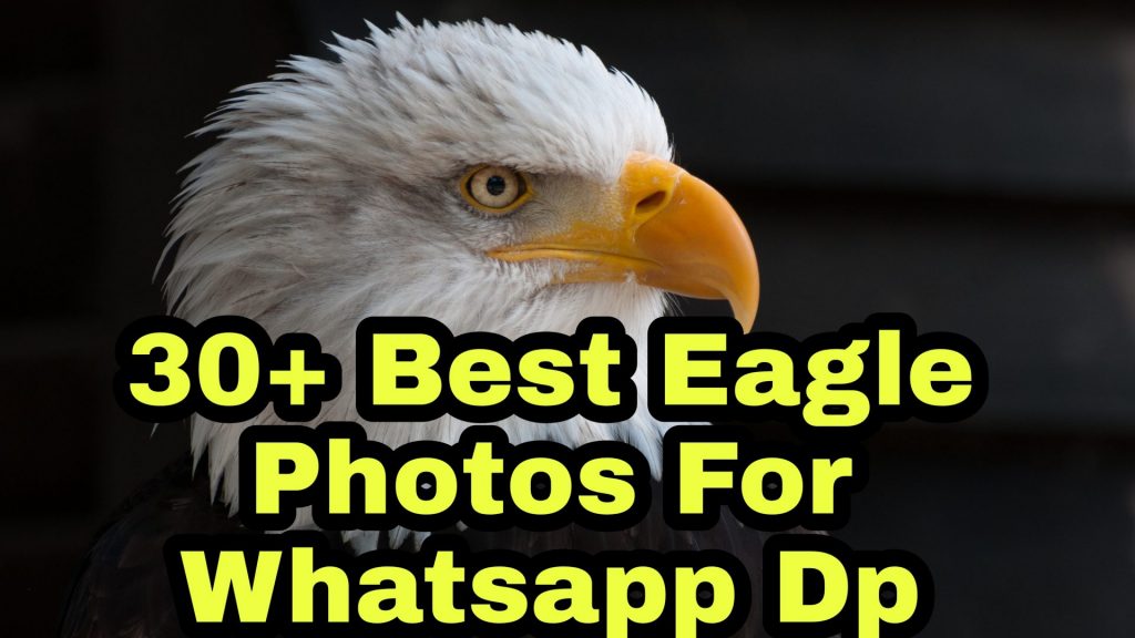 30+ Best Eagle Images