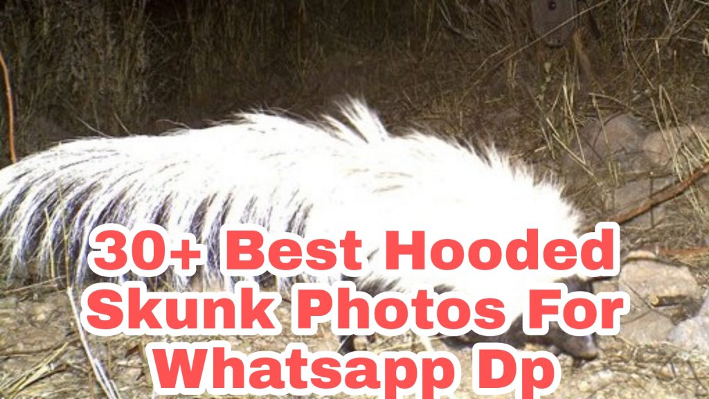 30+ Best Hooded Skunk Images