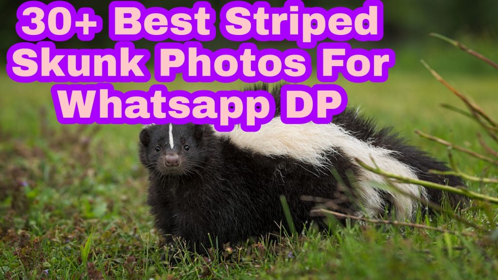 30+ Best Striped Skunk Images