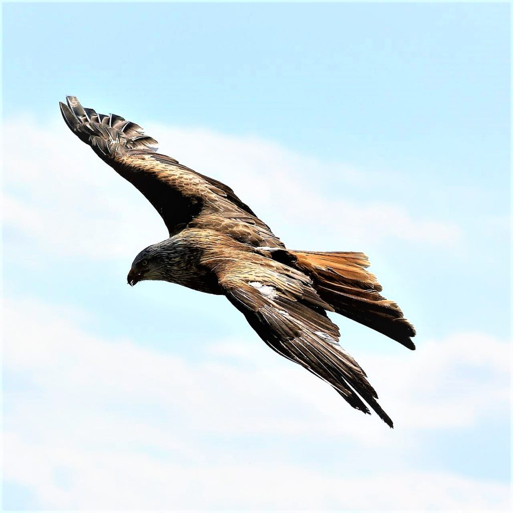 A Eagle Flying Air Slowly WhatsApp DP Image