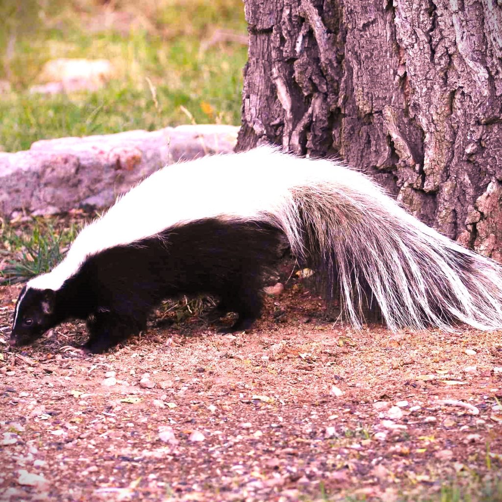 A Hooded Skunk Searching Foods Under The Tree WhatsApp DP Image