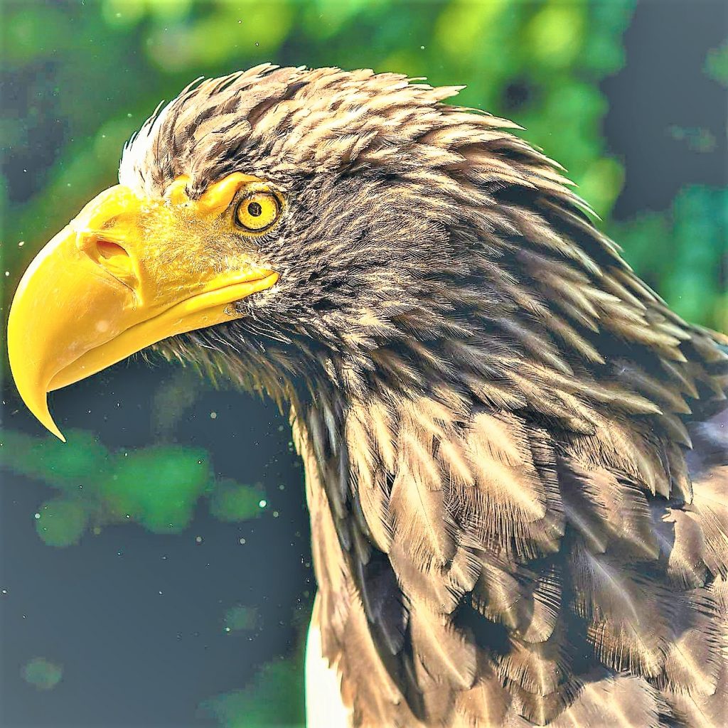 Angry Eagle WhatsApp DP Image