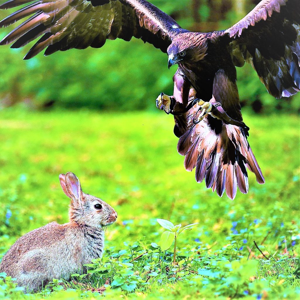 Eagle Attack A Baby Rabbit In Garden WhatsApp DP Image