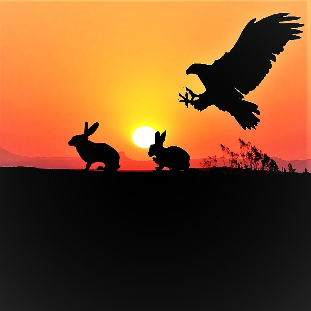 Eagle Attack Rabbits In Sunset WhatsApp DP Image