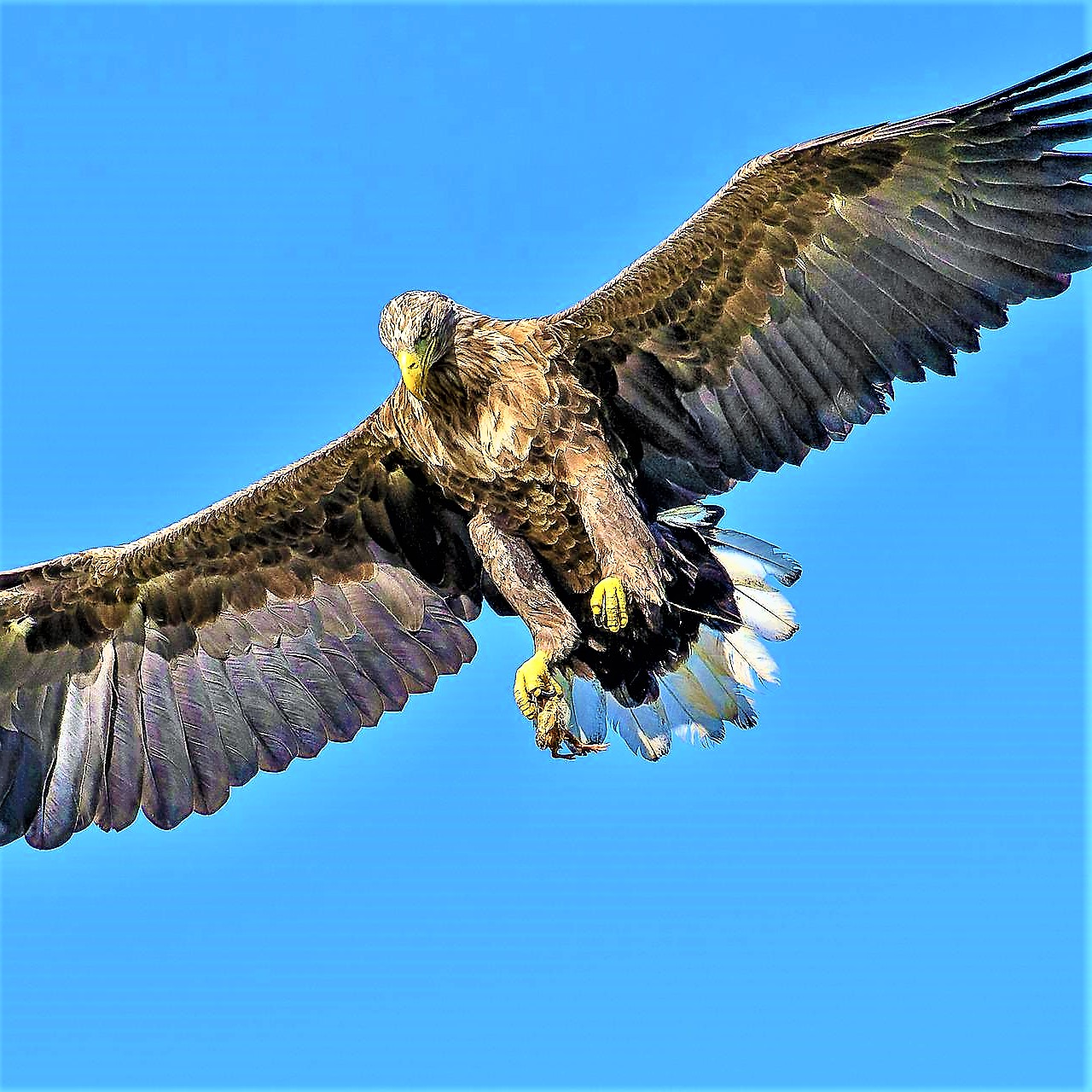 Discover the Amazing World of Eagles: Nature's Mighty Hunters