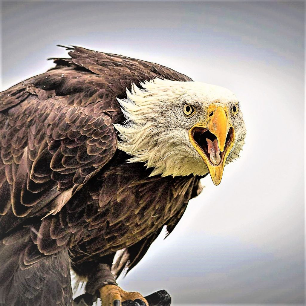 Eagle Bird Seating On A Tree Brach And Raptor WhatsApp DP Image