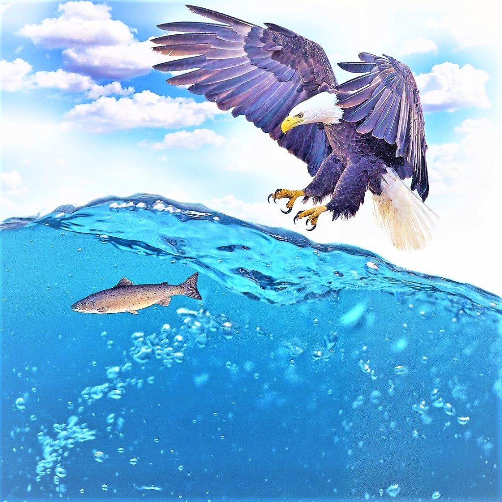 Eagle Catching Fish In Sea WhatsApp DP Image