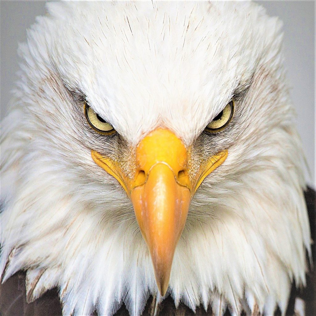 Eagle Face WhatsApp DP Image