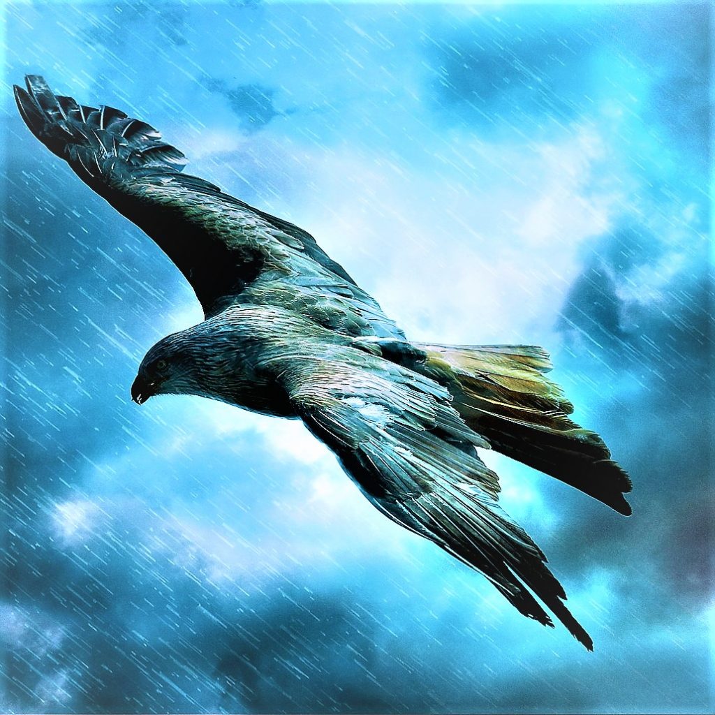 Eagle Flying In Rain WhatsApp DP Image