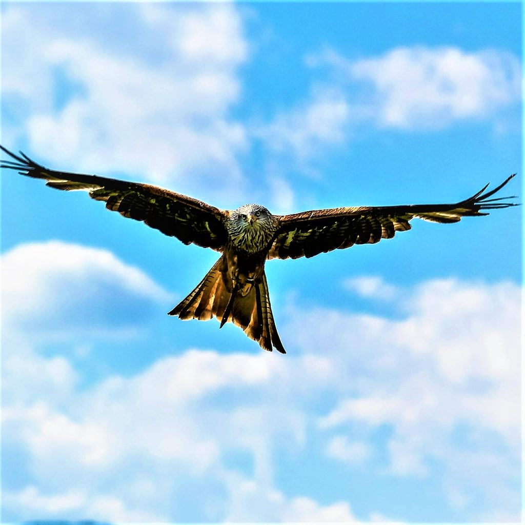 Eagle Flying Slowly In Air WhatsApp DP Image