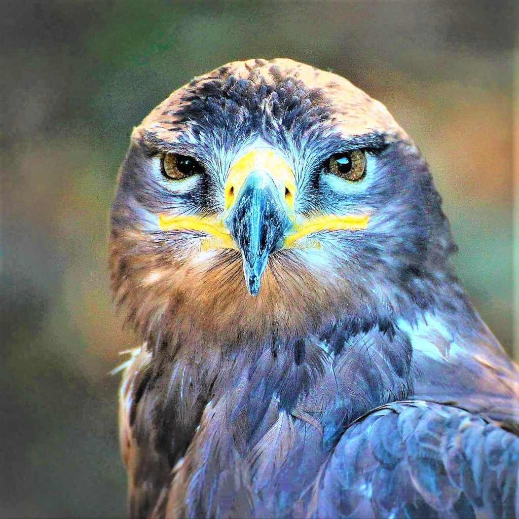 Eagle Large Shoulder WhatsApp DP Image
