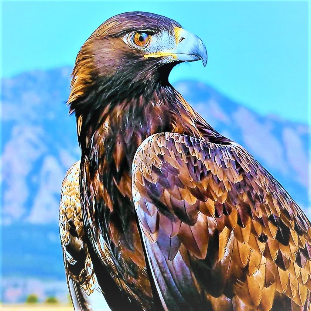 Eagle Looks WhatsApp DP Image