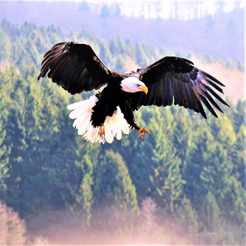 Eagle Ready To Attack WhatsApp DP Image