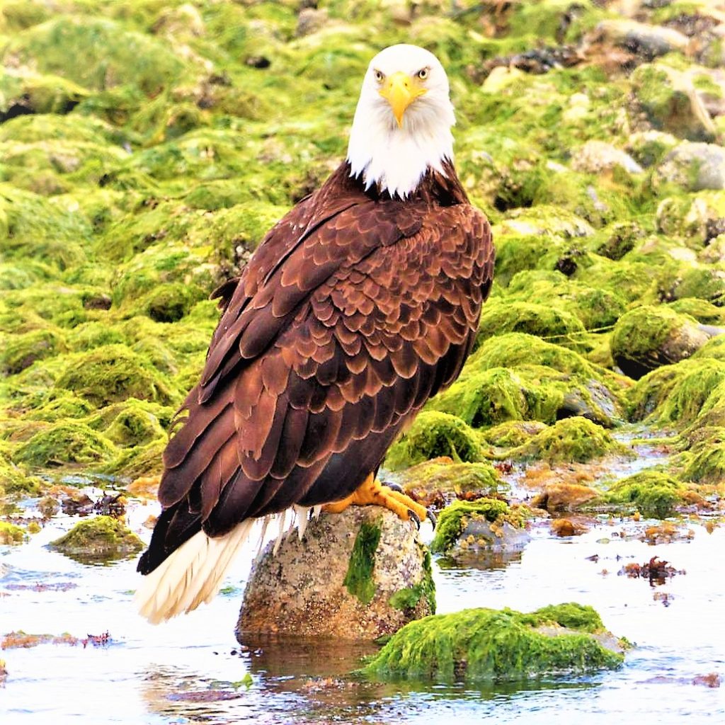 Eagle Seat On Pond Rock WhatsApp DP Image