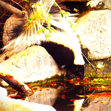 Hooded Skunk Drink Pond Water WhatsApp DP Image